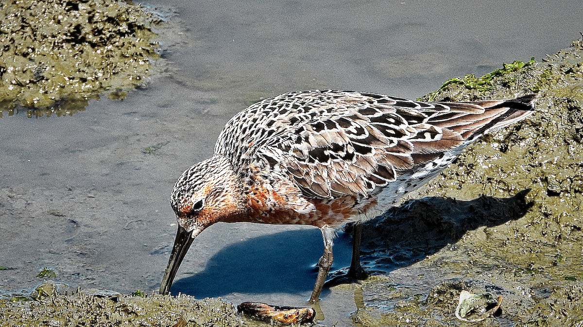 Red Knot - ML562677371