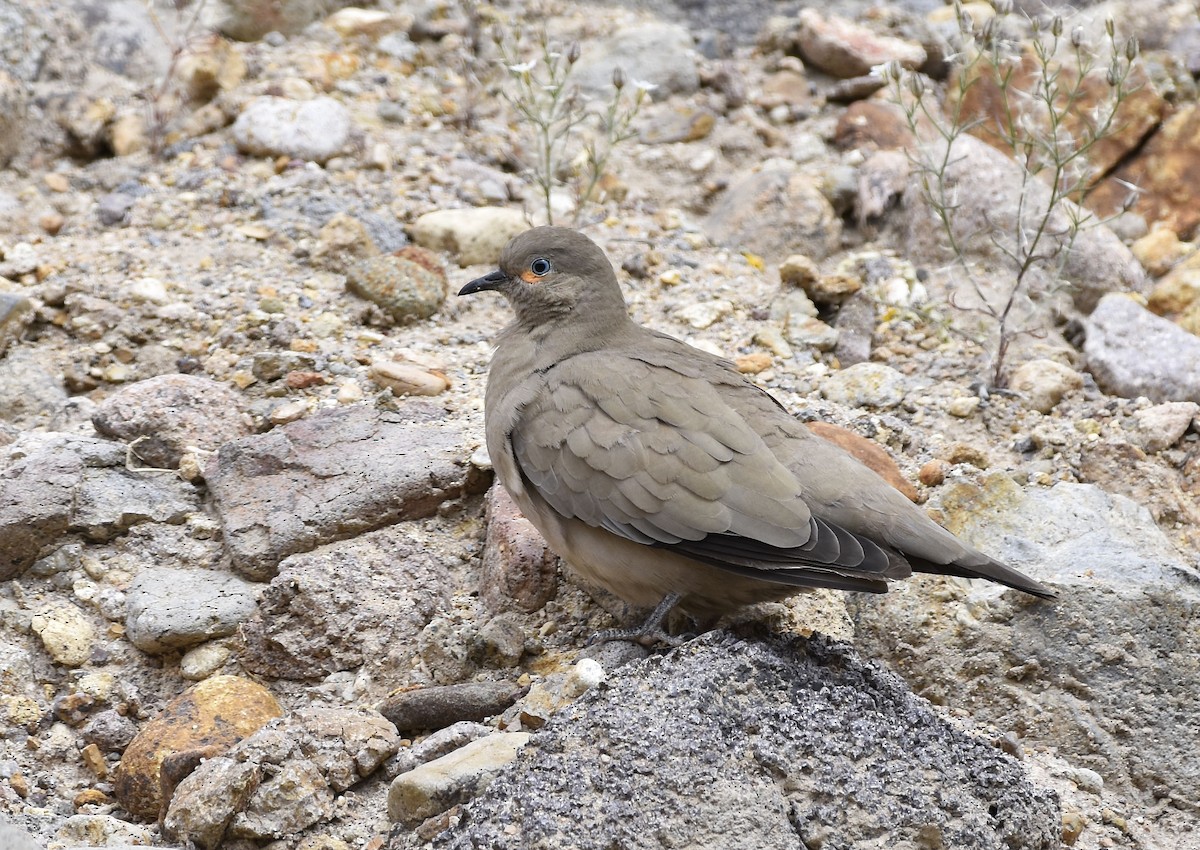 Black-winged Ground Dove - VERONICA ARAYA GARCIA