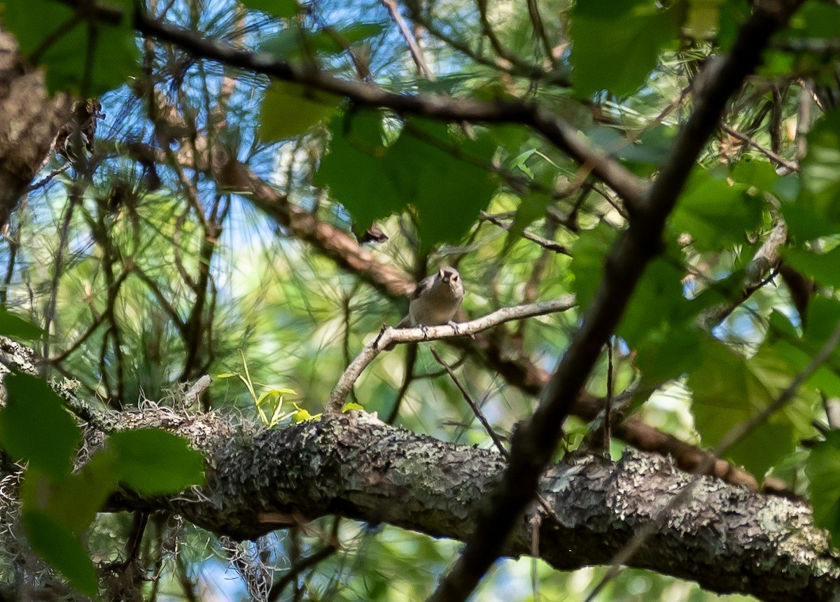 Tufted Titmouse - ML562679951