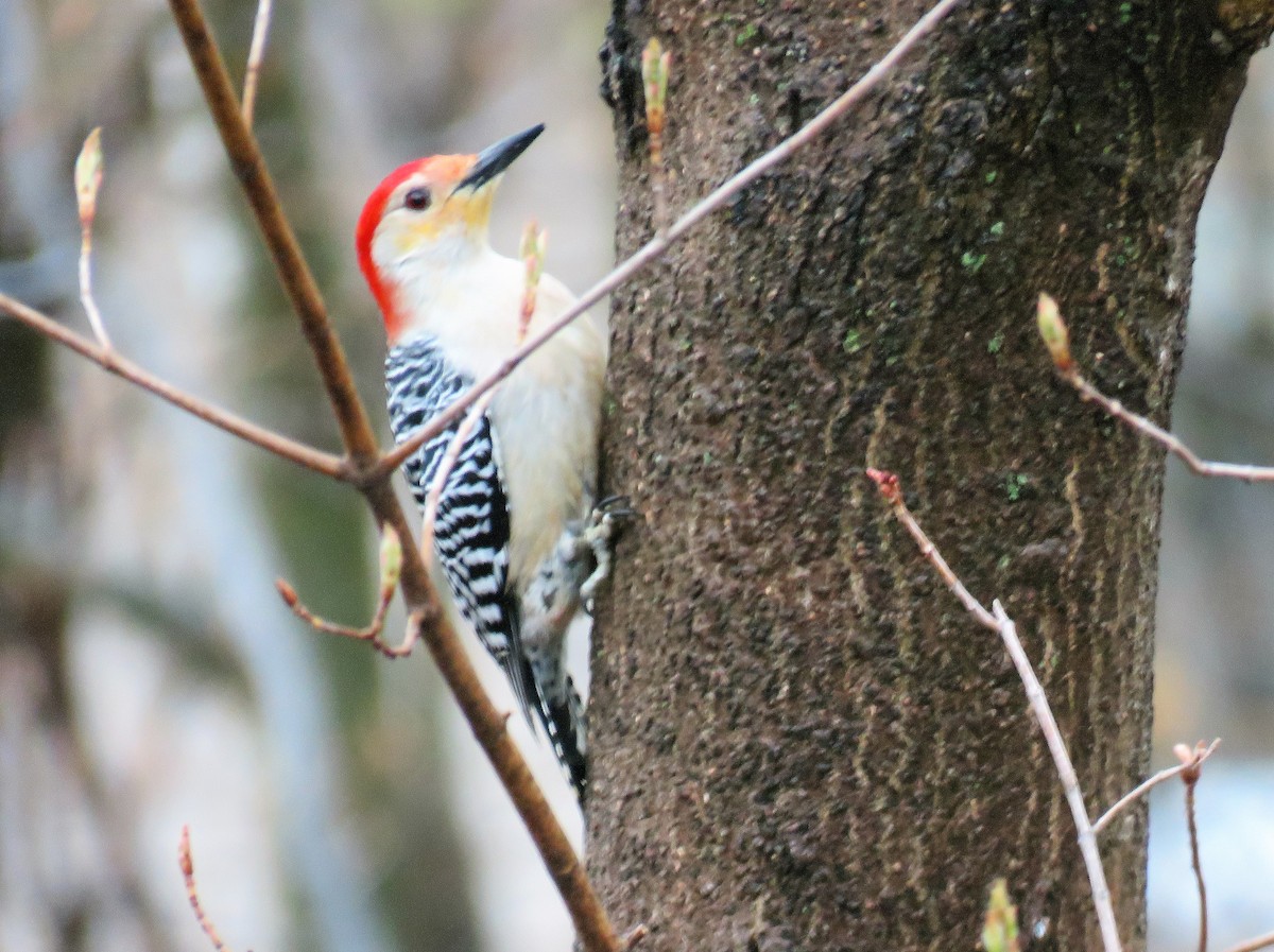 Red-bellied Woodpecker - ML562680841