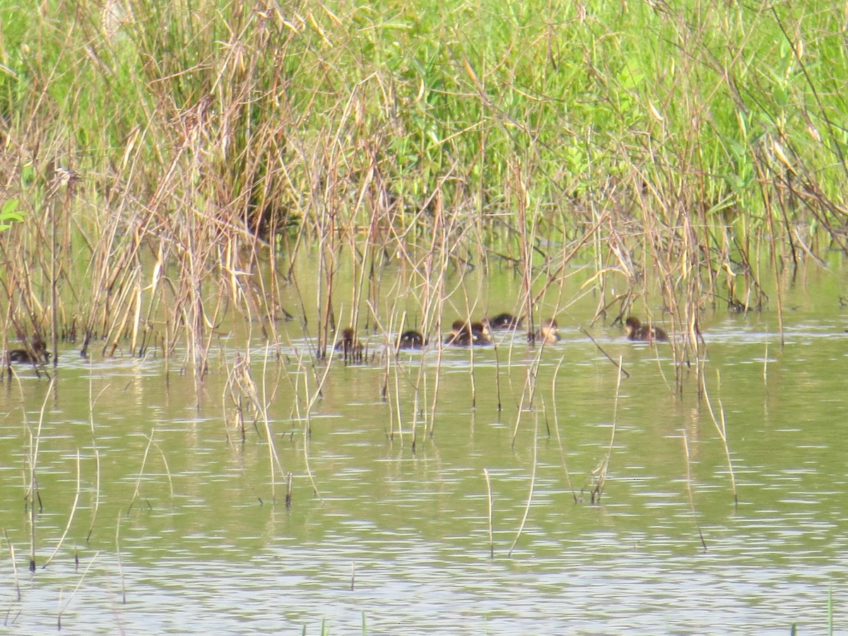 Hooded Merganser - ML56268211