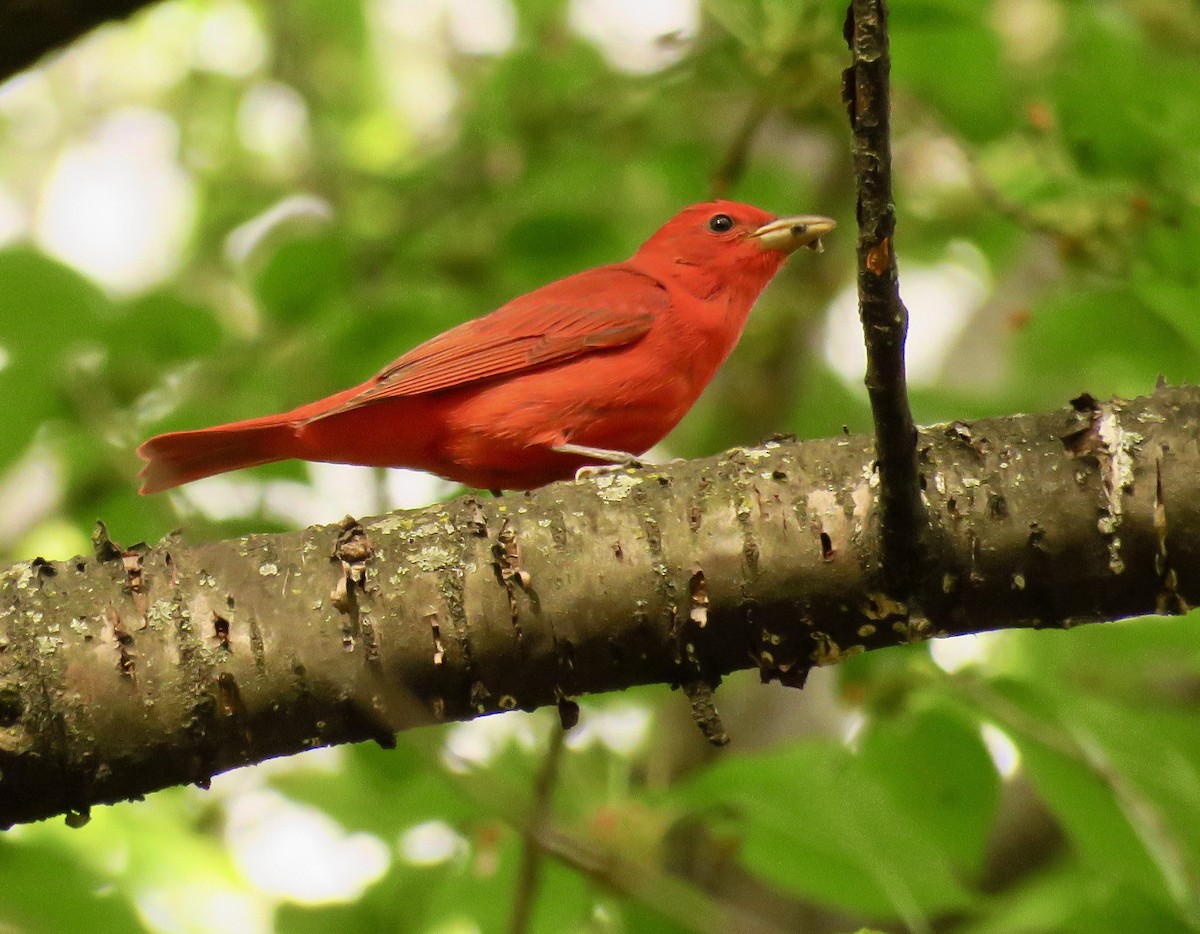 Summer Tanager - ML562683721