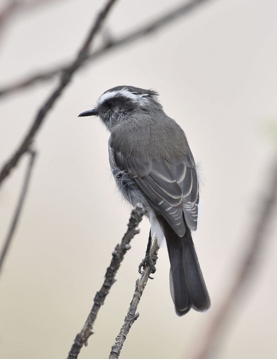White-browed Chat-Tyrant - ML56268381