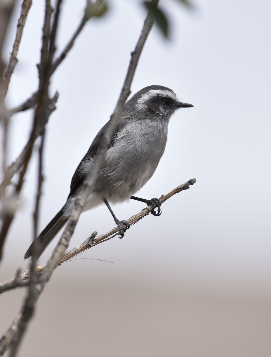 White-browed Chat-Tyrant - ML56268401