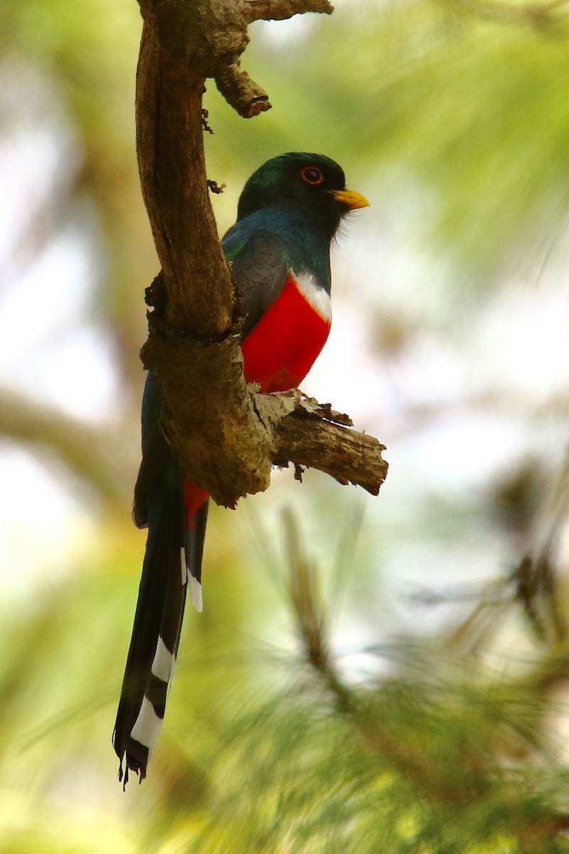 Mountain Trogon - Anonymous