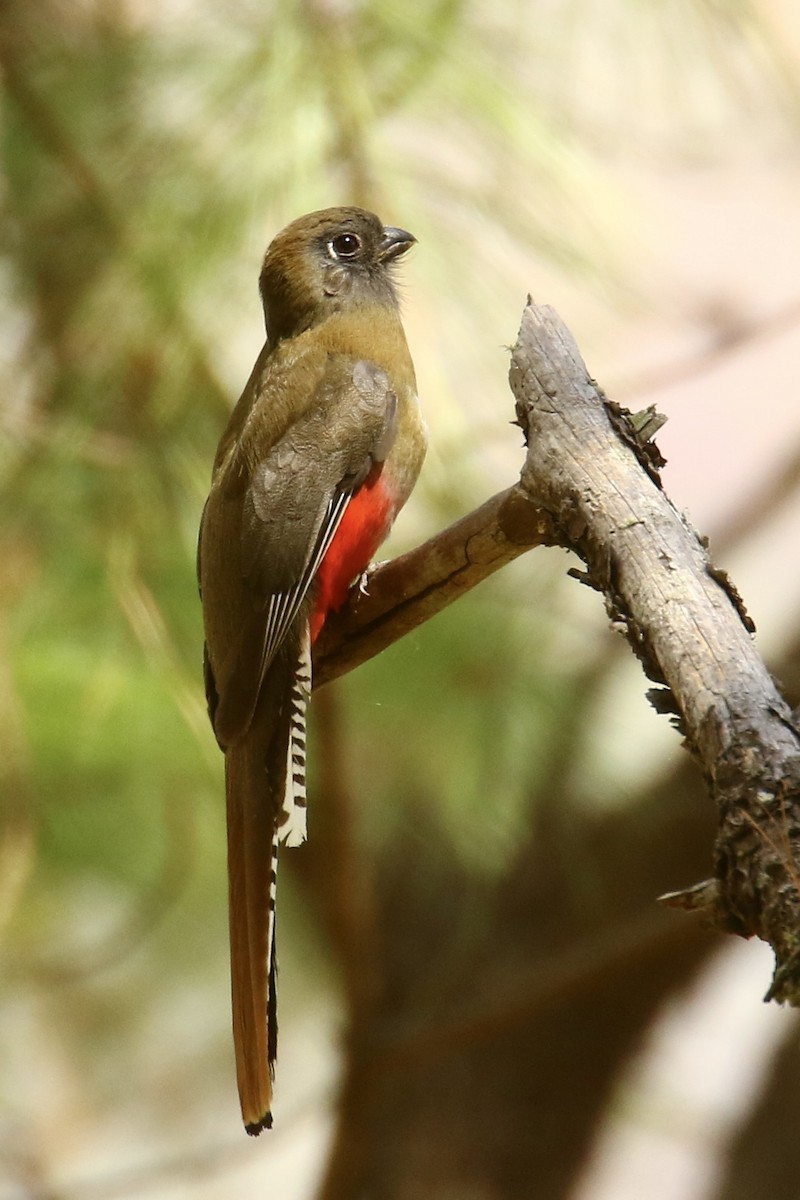 Mountain Trogon - Anonymous