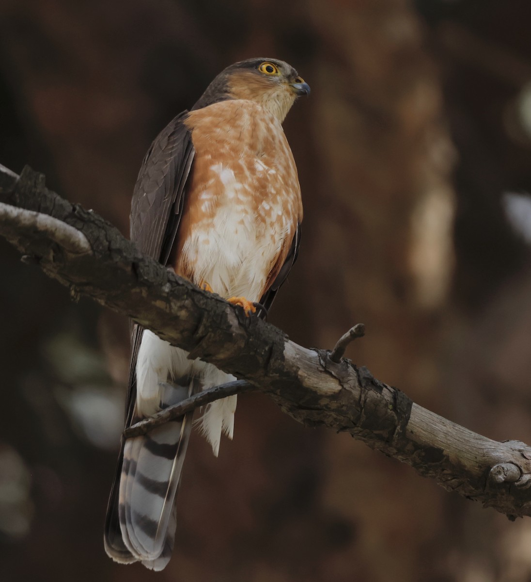 Rufous-breasted Sparrowhawk - Luke Goddard