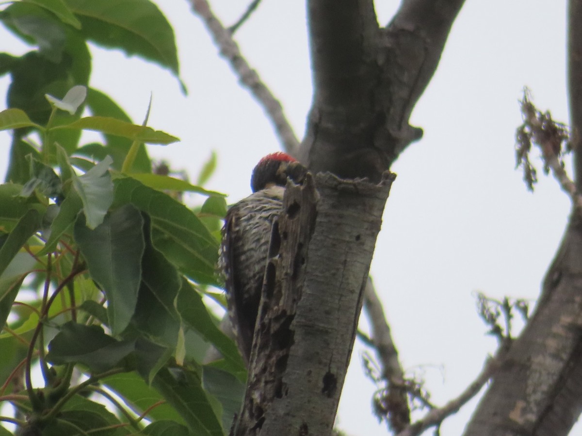 woodpecker sp. - Karen Richardson