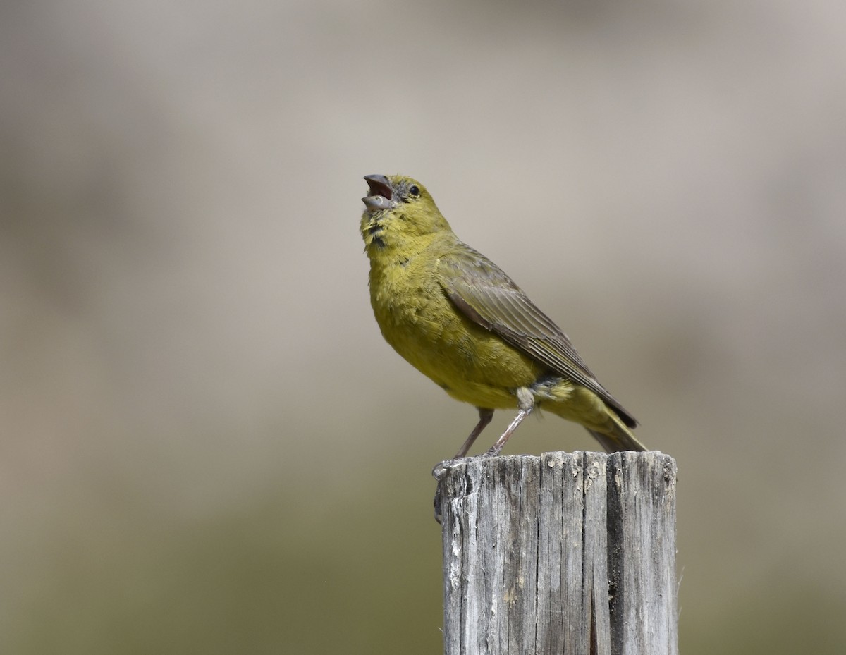 Greenish Yellow-Finch - ML56268761