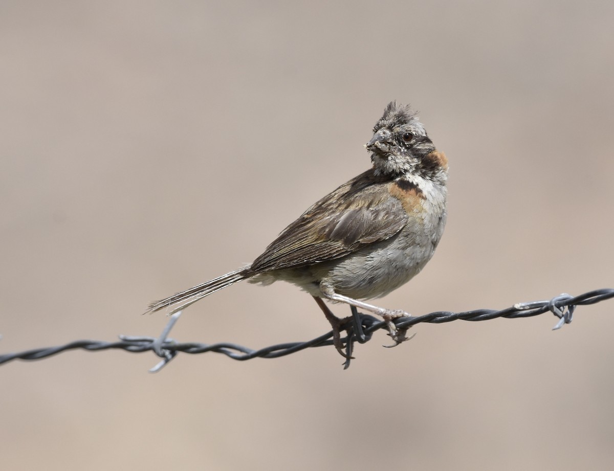 Rufous-collared Sparrow - ML56268791