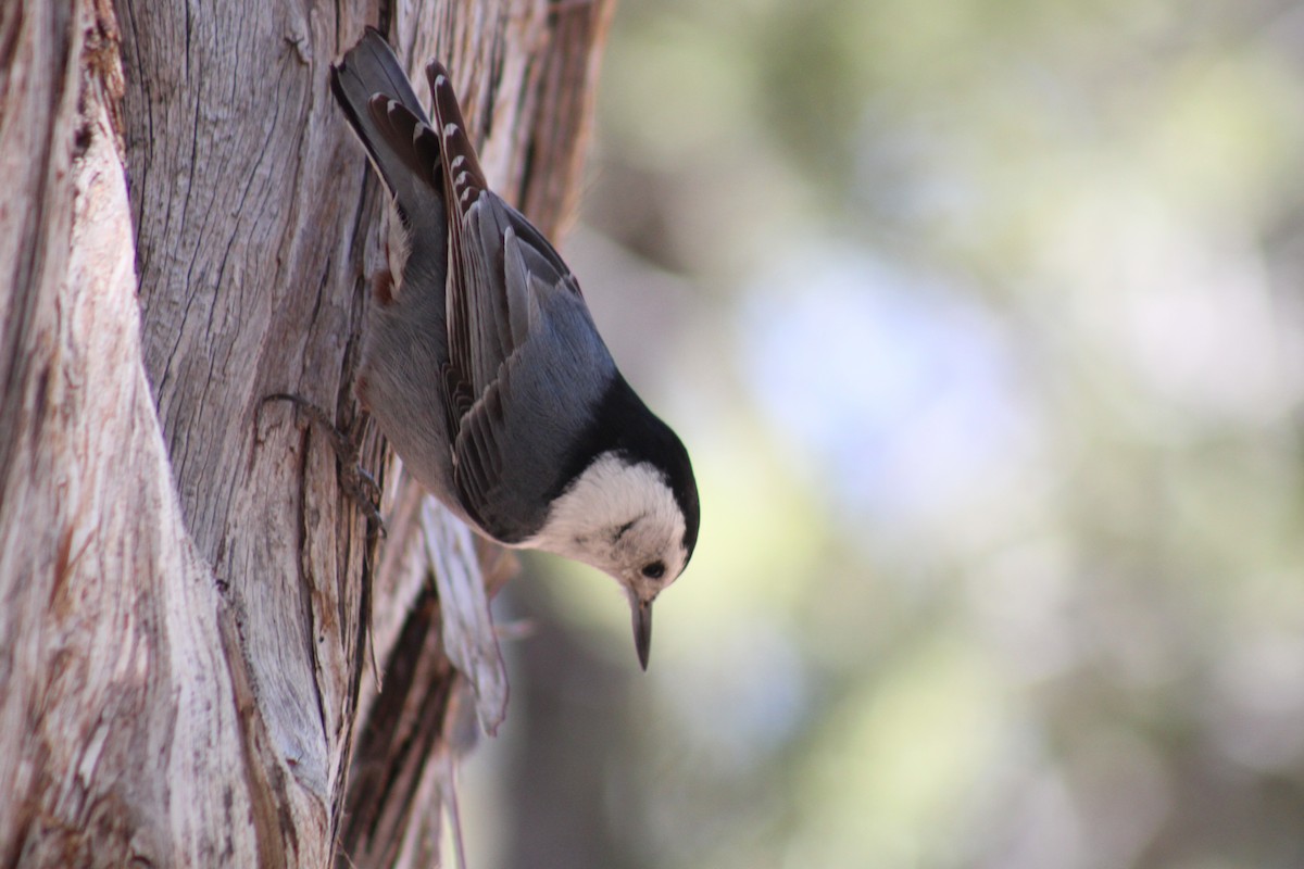 White-breasted Nuthatch - Bill McIver