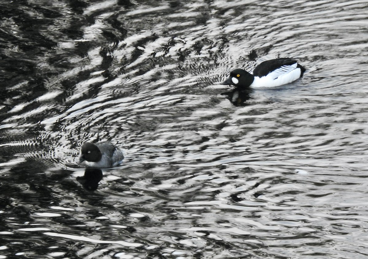 Common Goldeneye - Jonathan  Dean