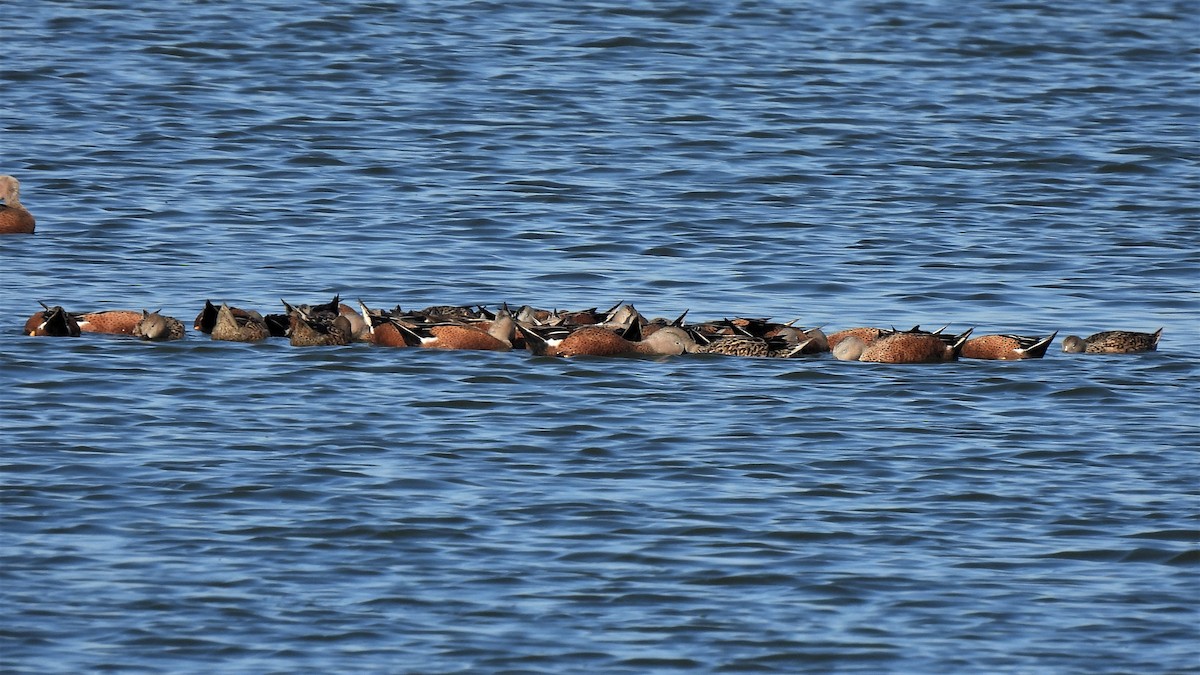 Red Shoveler - ML562688621