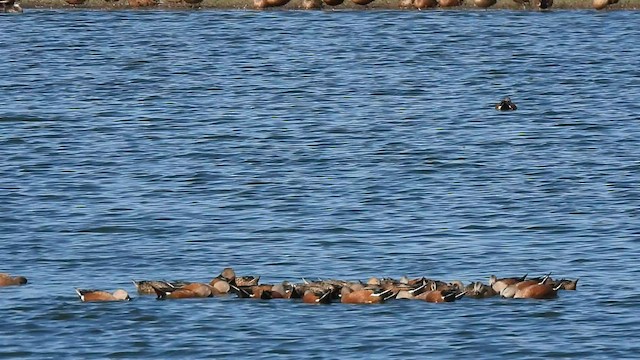 Red Shoveler - ML562688781