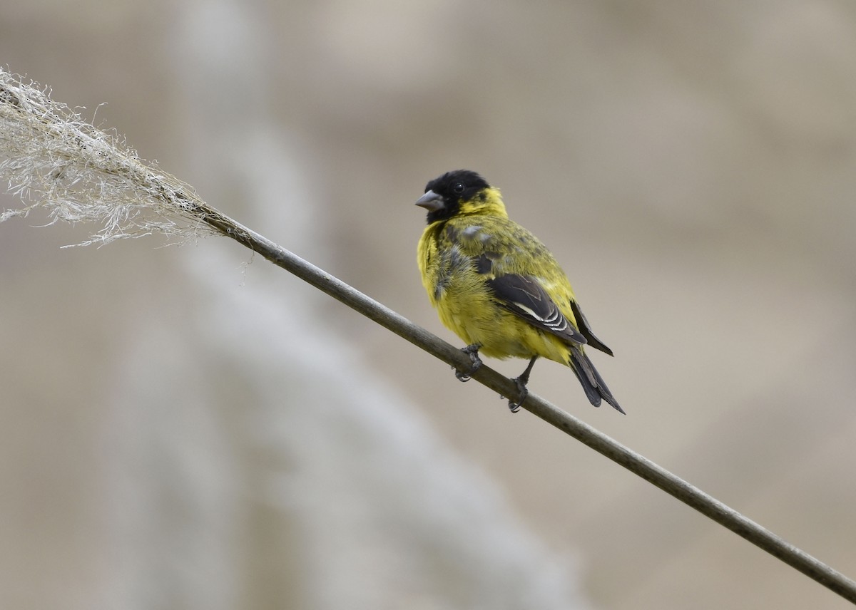 Hooded Siskin - ML56268961