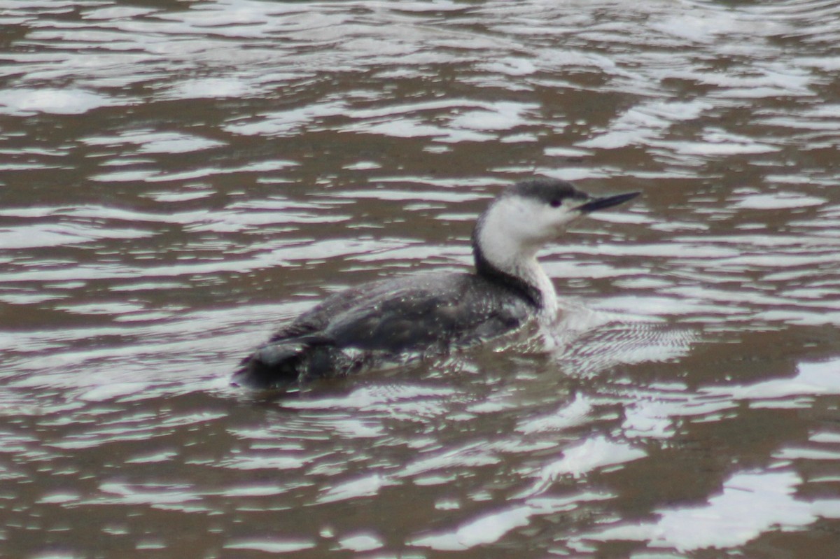 Red-throated Loon - ML56269031