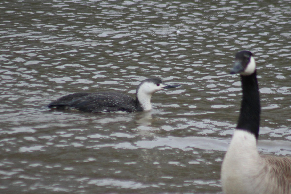 Red-throated Loon - ML56269041