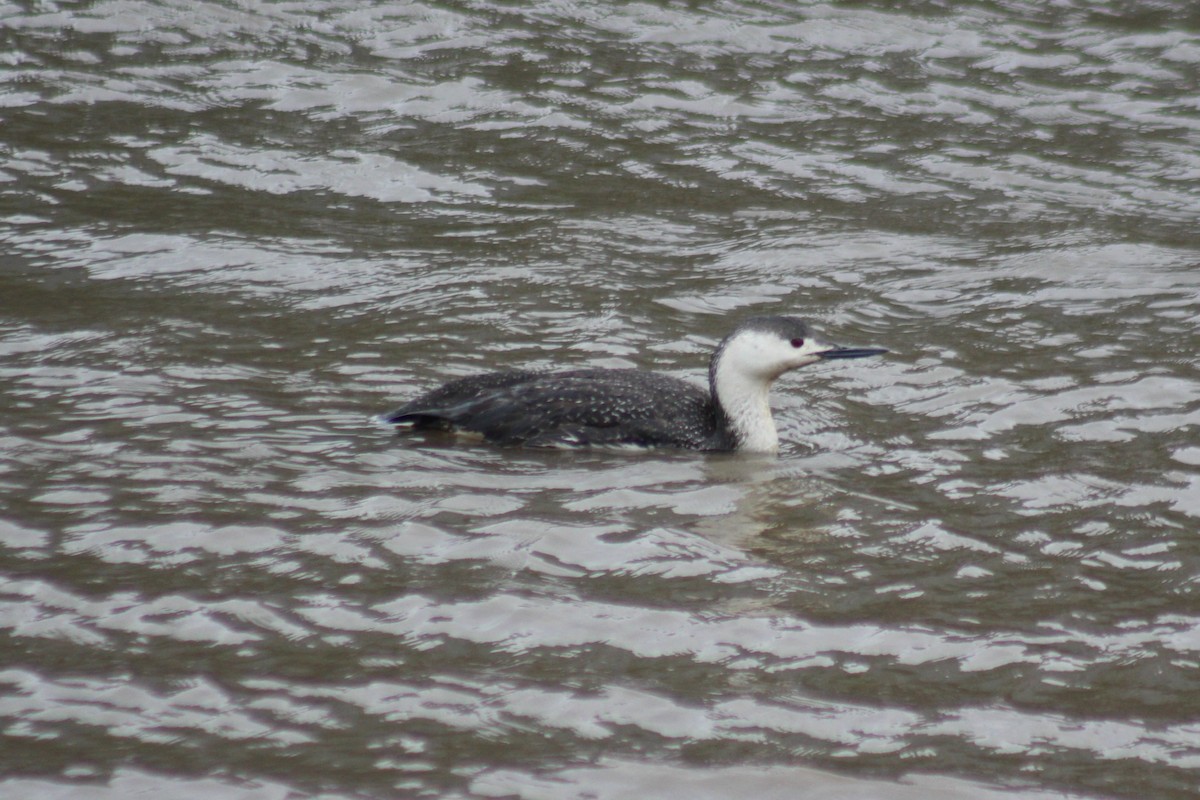 Red-throated Loon - ML56269051