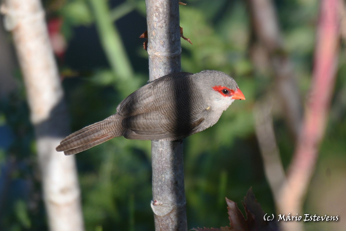 Common Waxbill - ML562690681