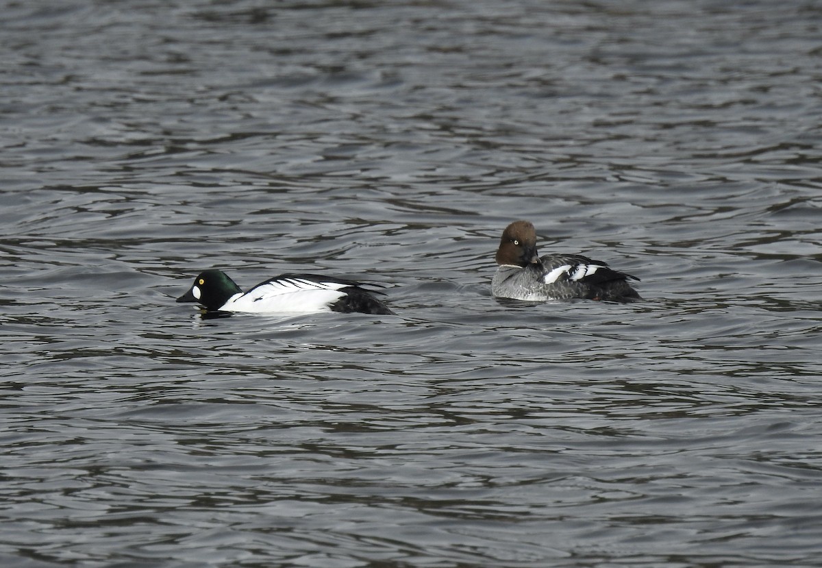 Common Goldeneye - Jonathan  Dean