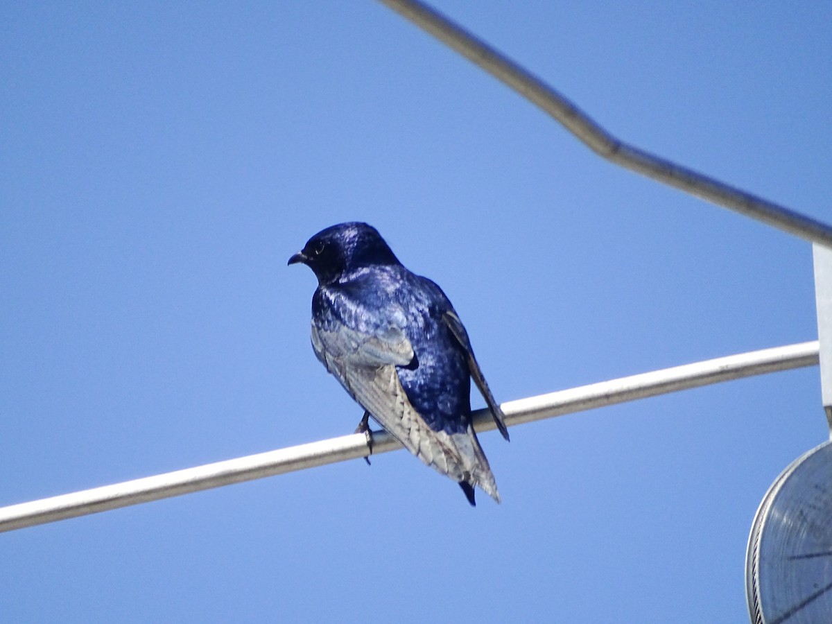 Purple Martin - ML562692921