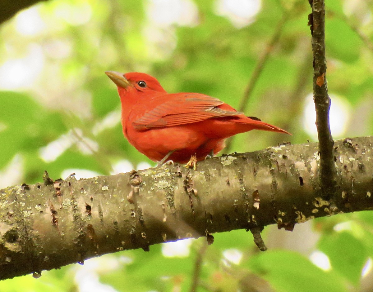 Summer Tanager - ML562692991