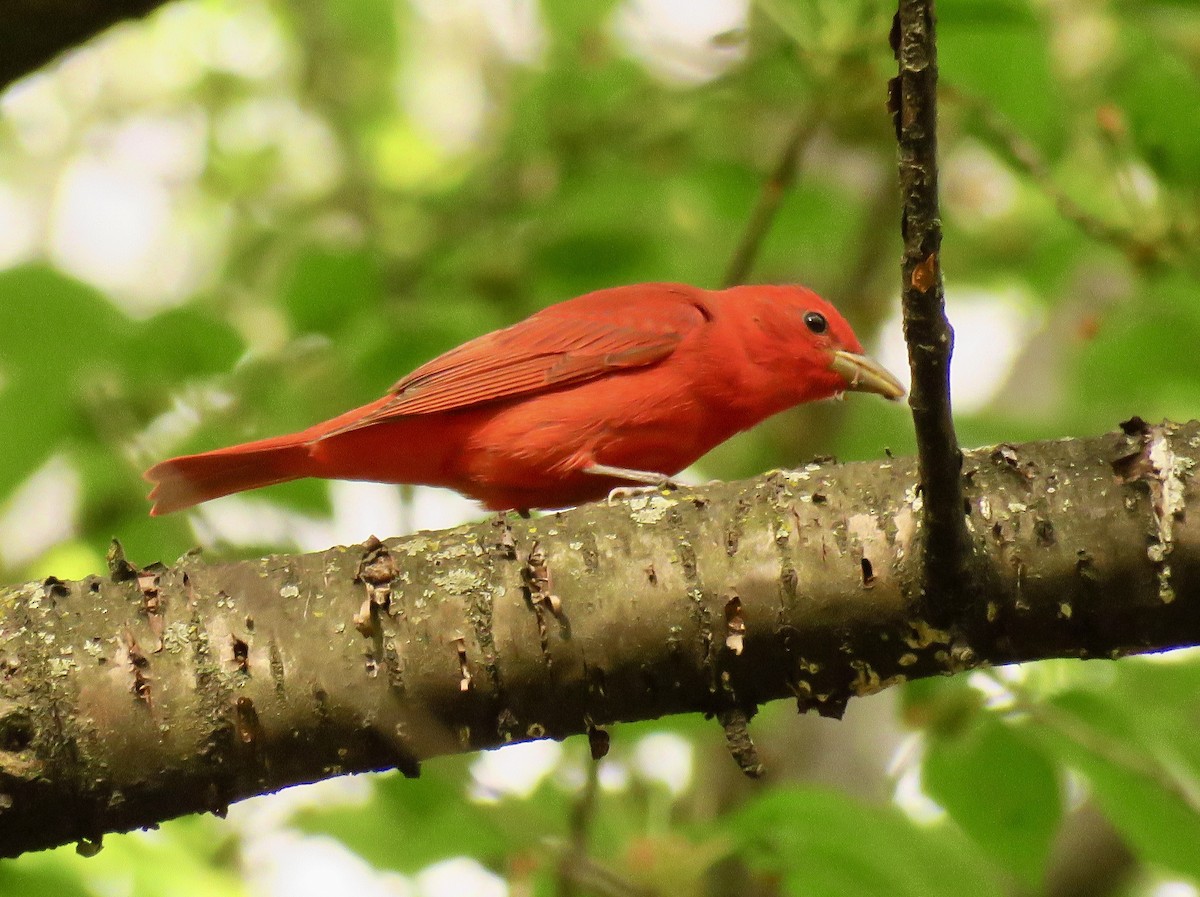 Summer Tanager - Randy Bumbury