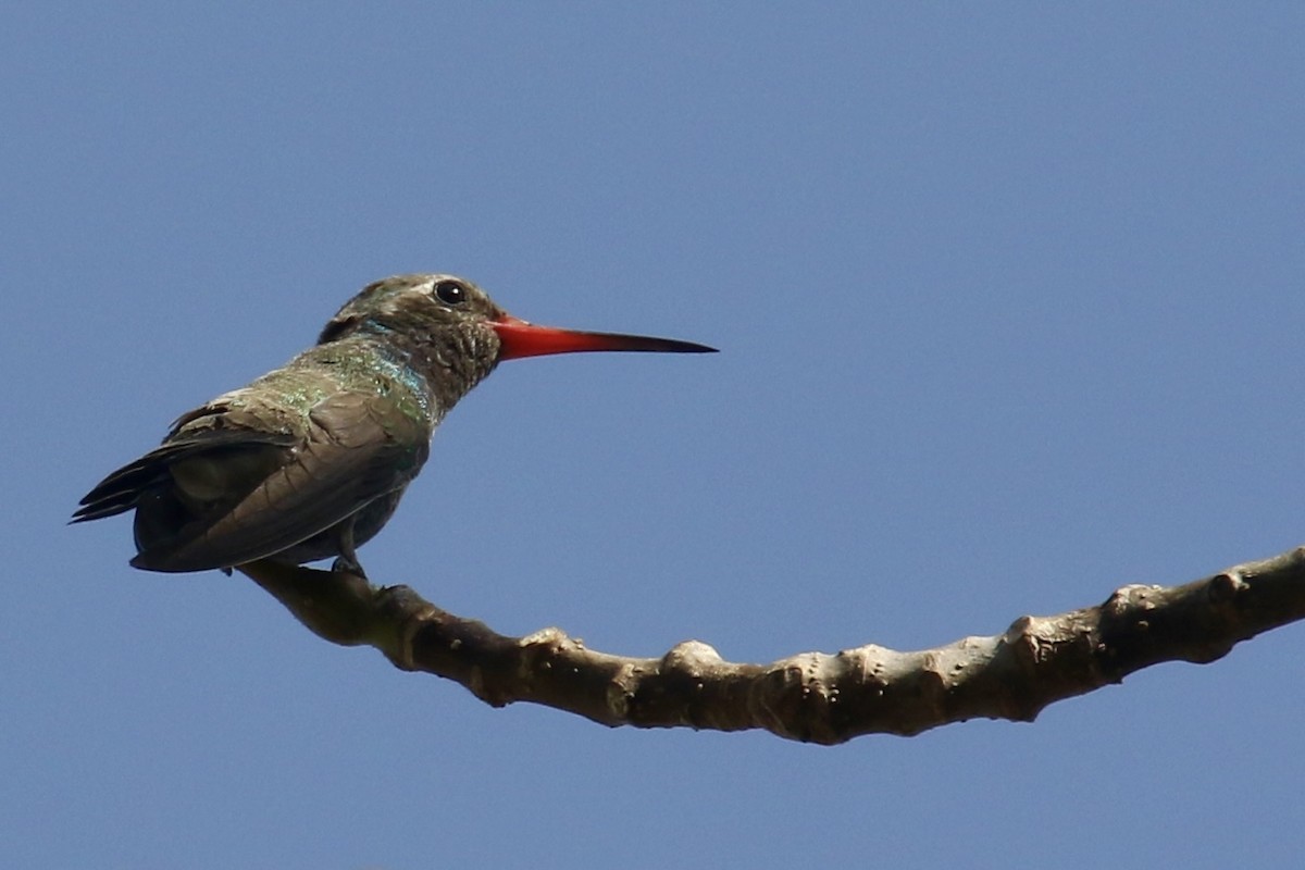 Colibrí Piquiancho Común - ML562693091