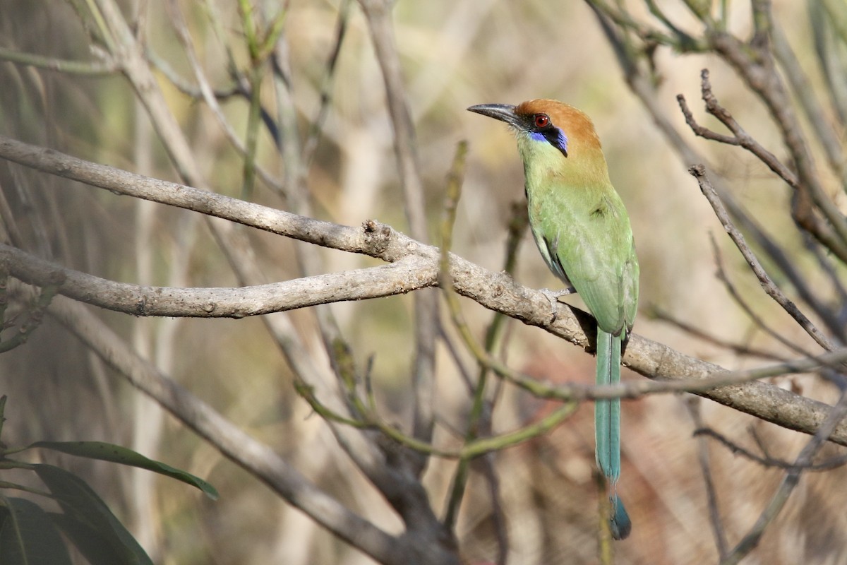 Russet-crowned Motmot - Anonymous