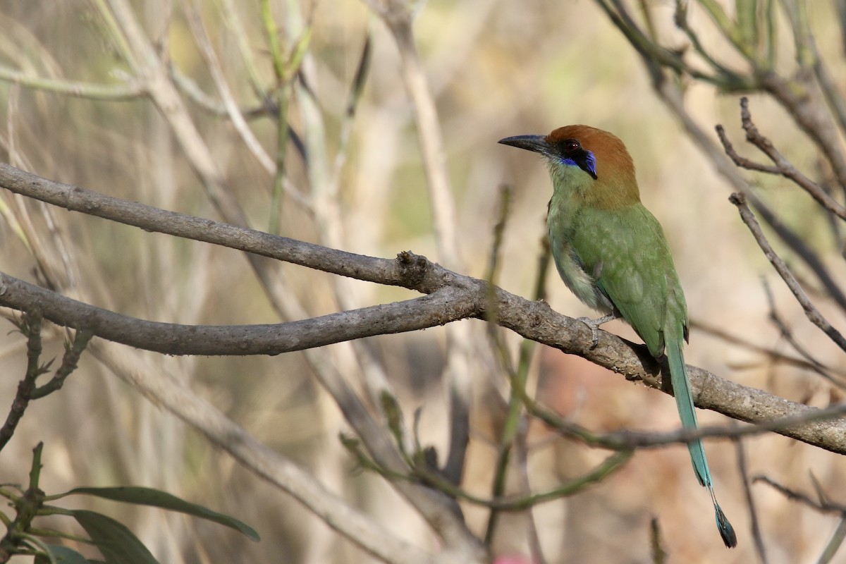 Russet-crowned Motmot - Anonymous