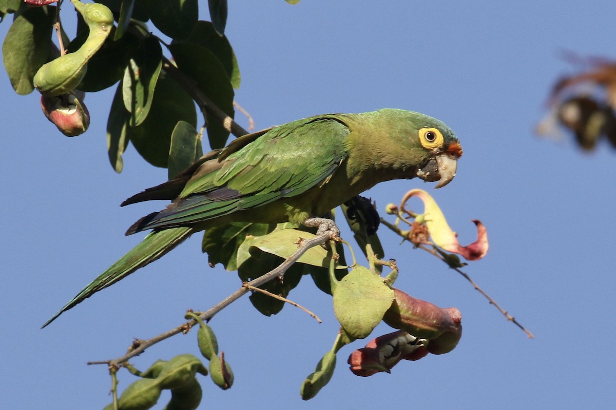 Aratinga Frentinaranja - ML562693601