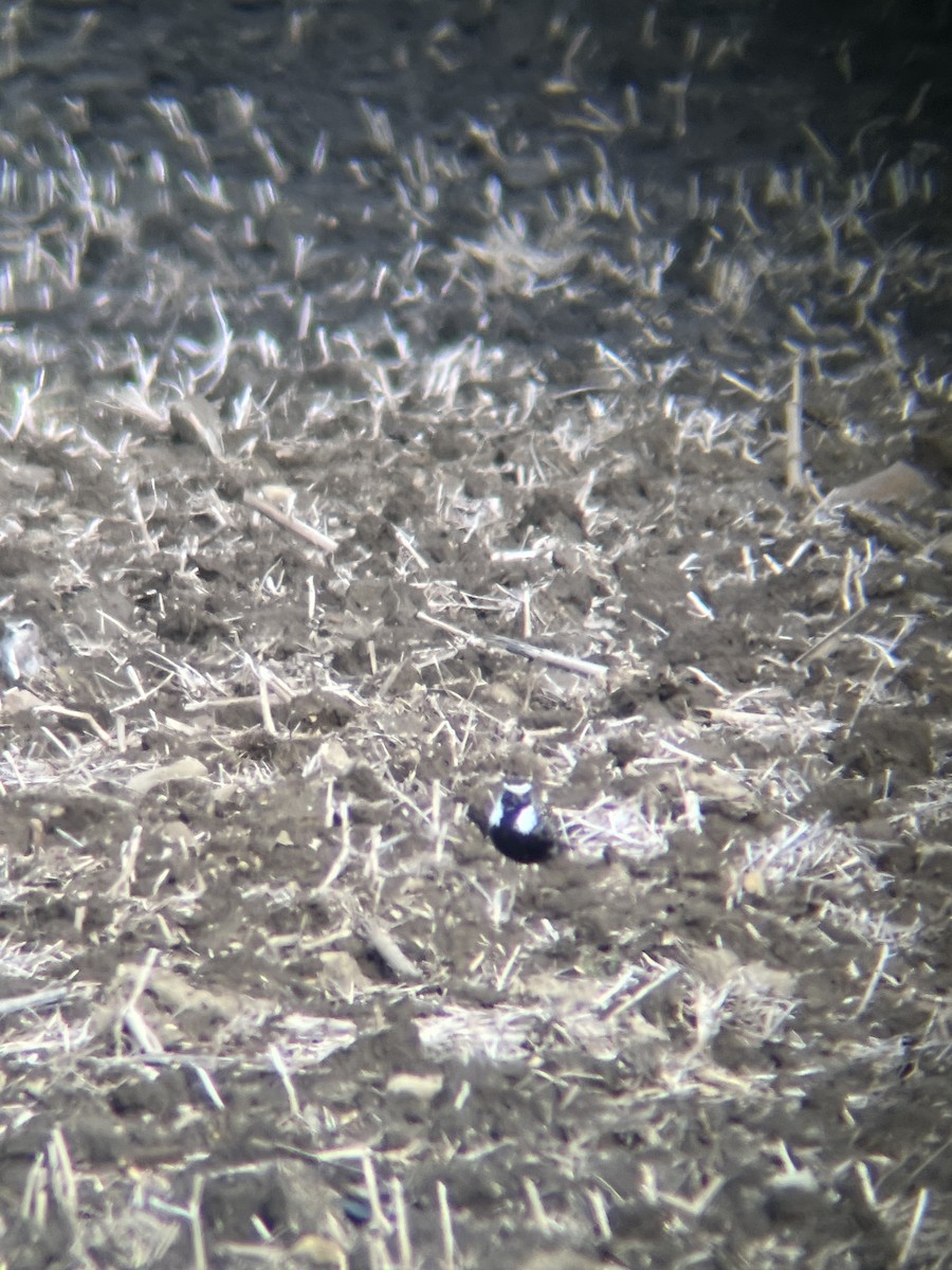 American Golden-Plover - ML562694041