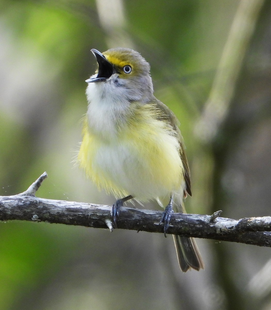 Ak Gözlü Vireo - ML562695301