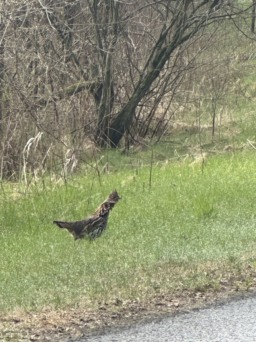 Ruffed Grouse - Alex Phelps