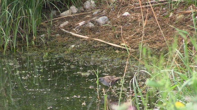 Little Crake - ML562695591