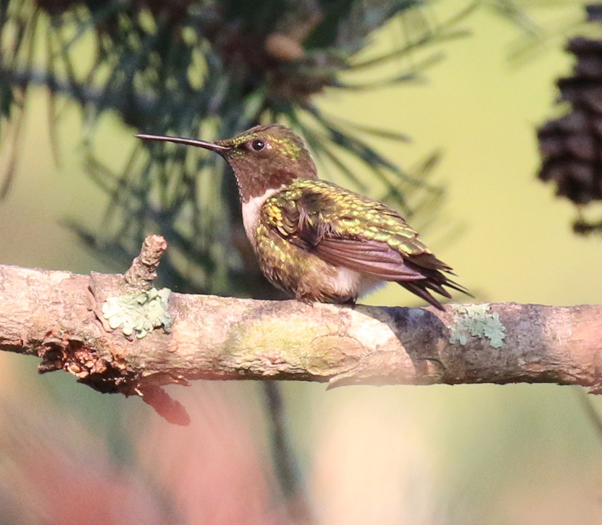 Ruby-throated Hummingbird - David Carr