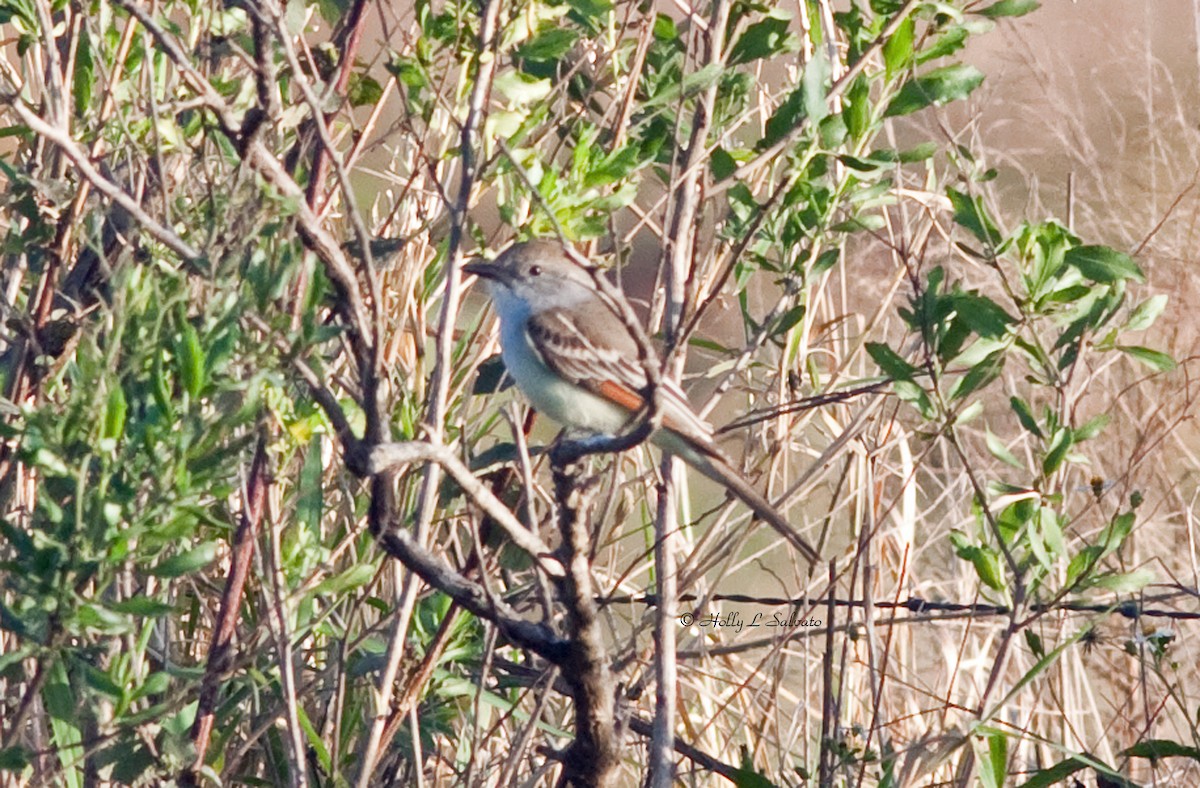 Ash-throated Flycatcher - ML56269731