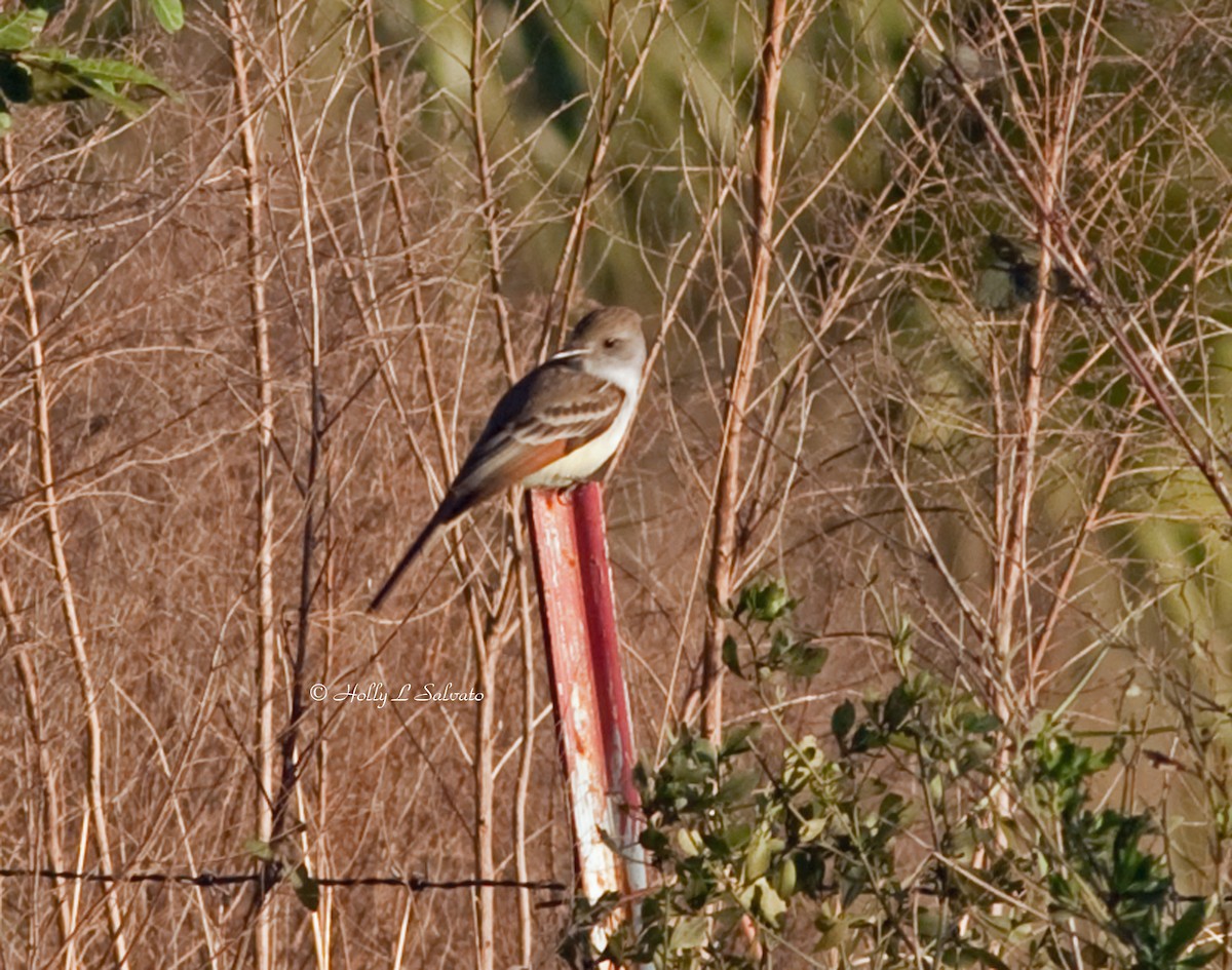 Ash-throated Flycatcher - ML56269741