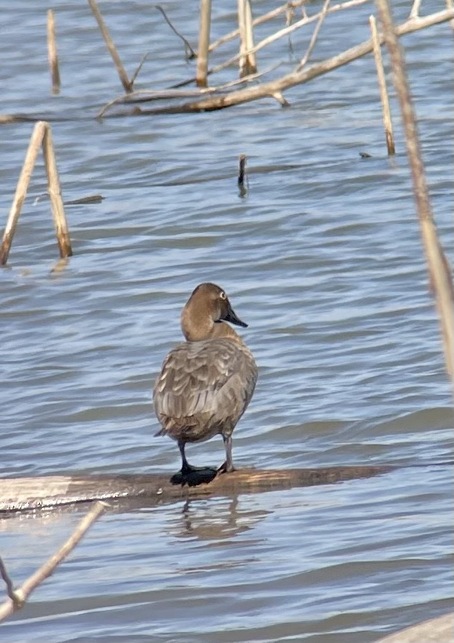 Canvasback - Pam Bruns & Ken Smith