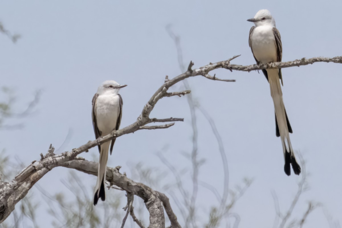 Scissor-tailed Flycatcher - ML562698171