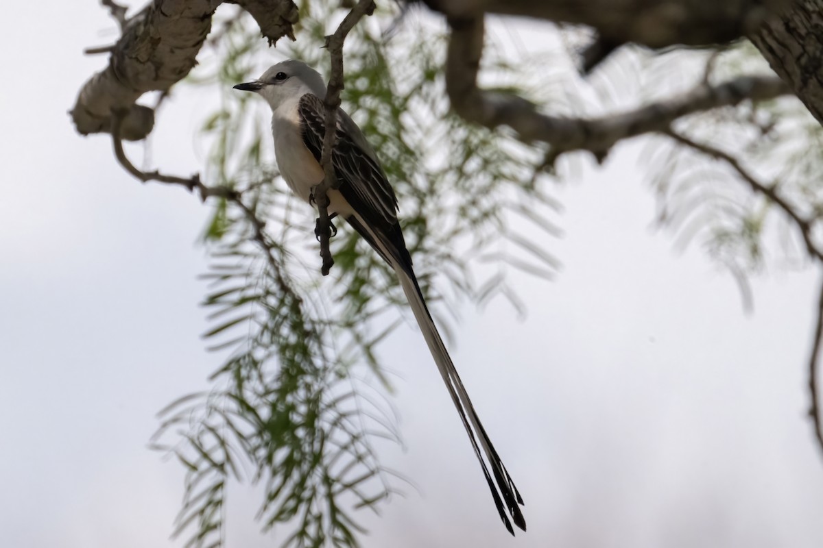 Scissor-tailed Flycatcher - Caleb Myers