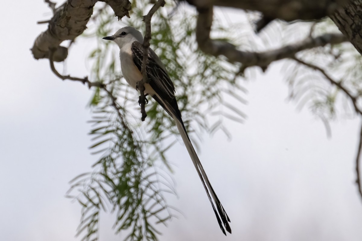 Scissor-tailed Flycatcher - ML562698181