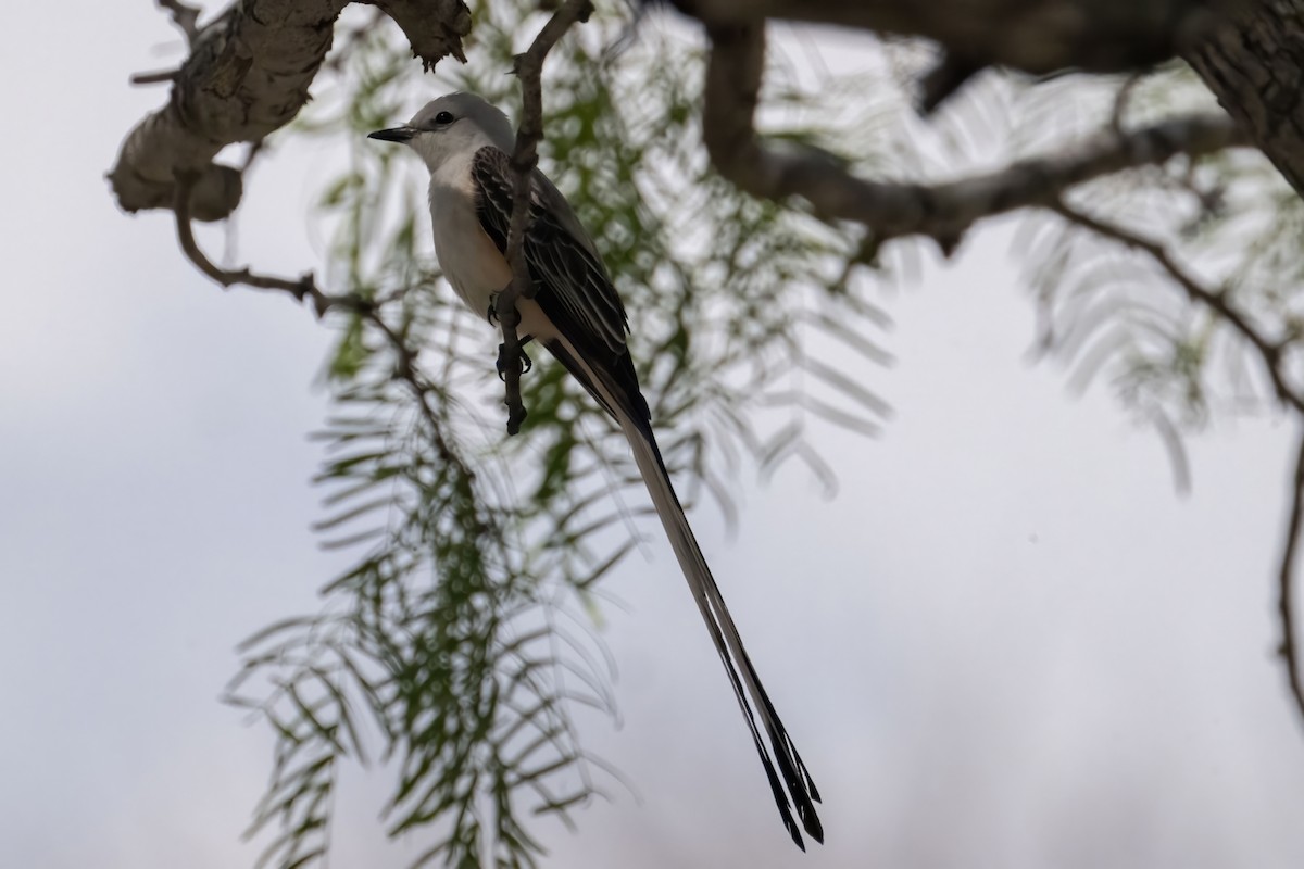 Scissor-tailed Flycatcher - ML562698191