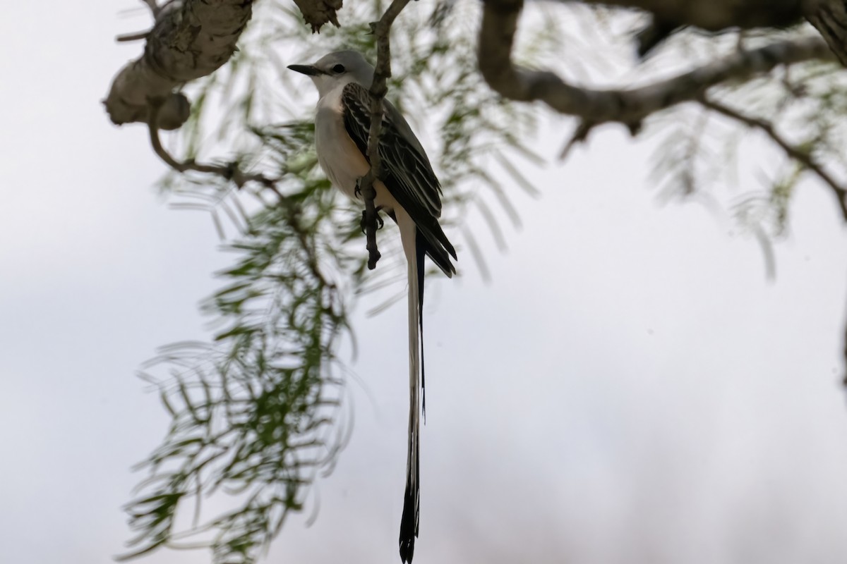 Scissor-tailed Flycatcher - Caleb Myers