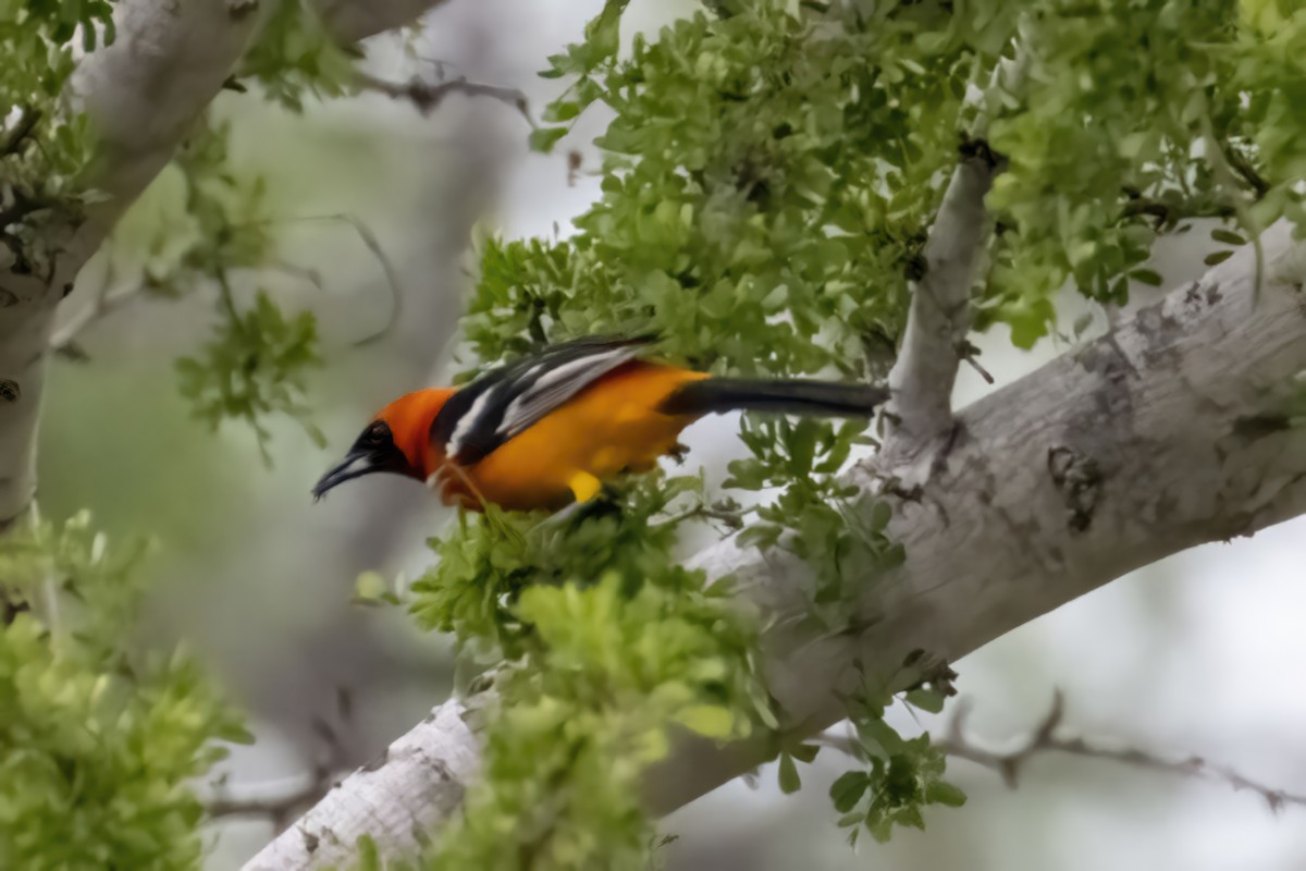 Hooded Oriole - ML562698801