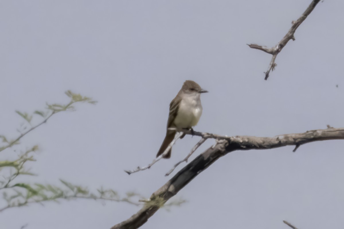 Ash-throated Flycatcher - Caleb Myers