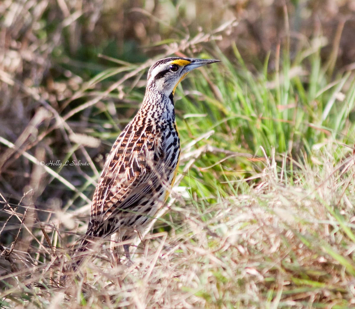 Eastern Meadowlark - ML56269951