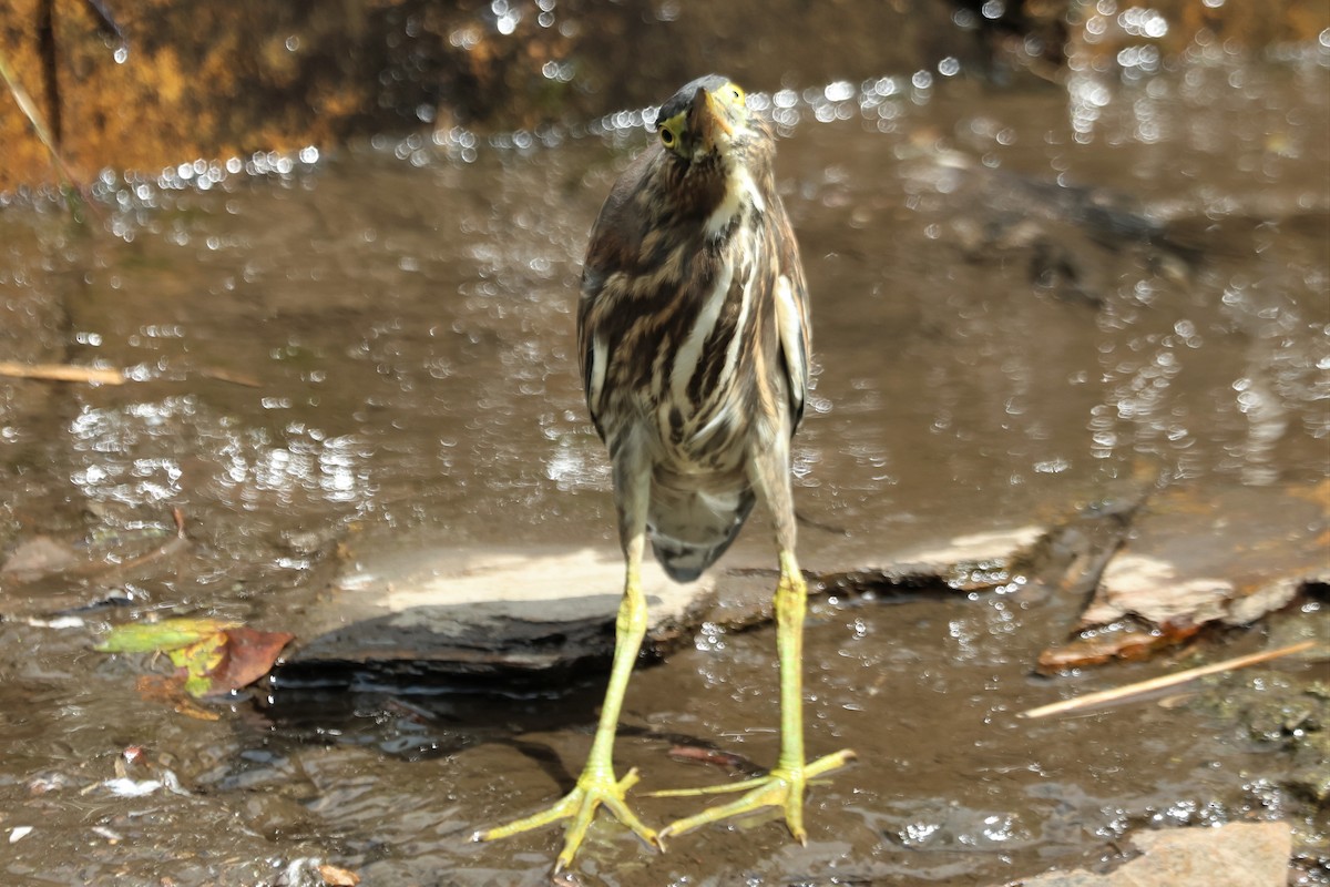 Striated Heron - ML562700241