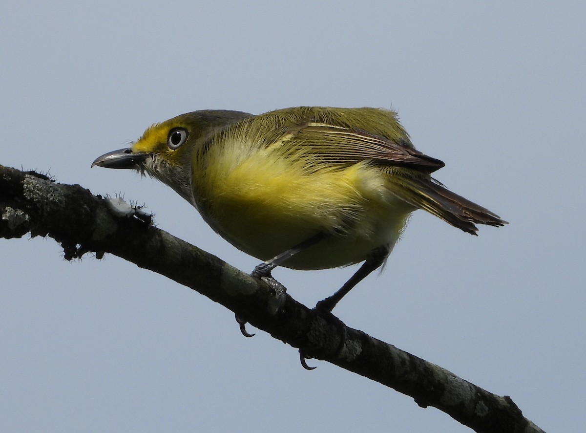 Ak Gözlü Vireo - ML562700991