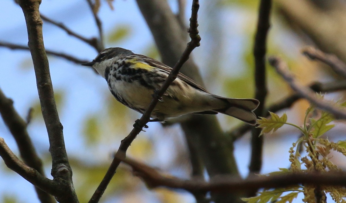 Yellow-rumped Warbler - ML56270141